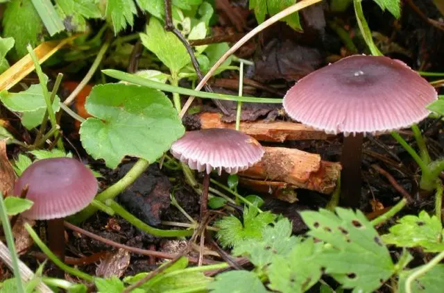 Mycena clean: description and photo