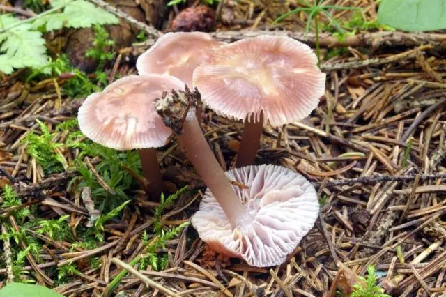 Mycena clean: description and photo