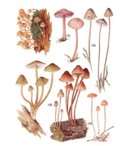 Mycena clean: description and photo