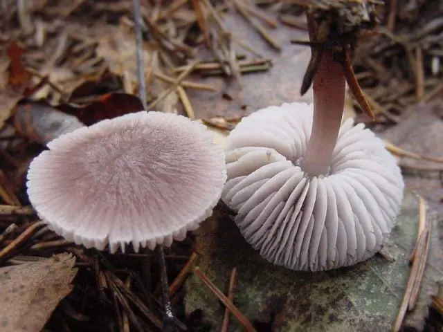 Mycena clean: description and photo