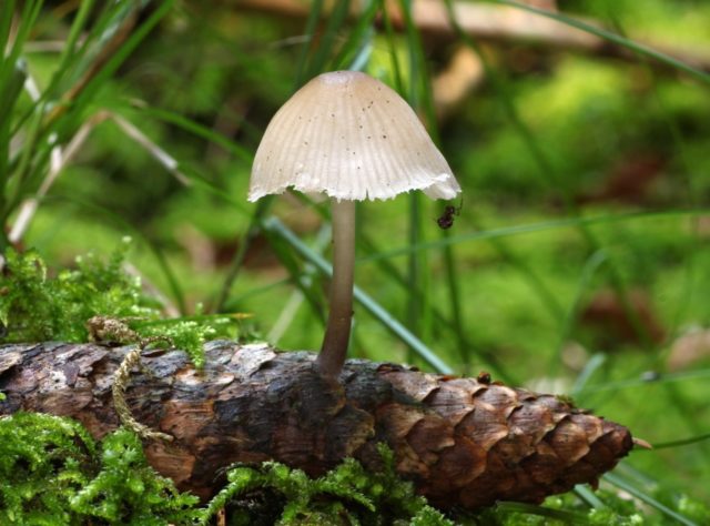 Mycena cone-loving: description and photo