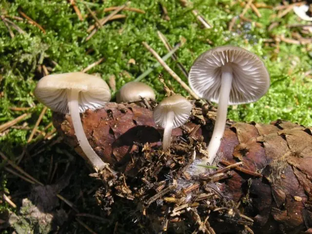 Mycena cone-loving: description and photo