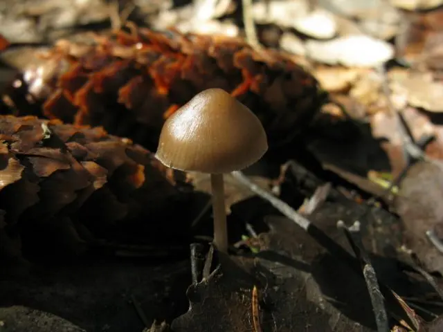 Mycena cone-loving: description and photo