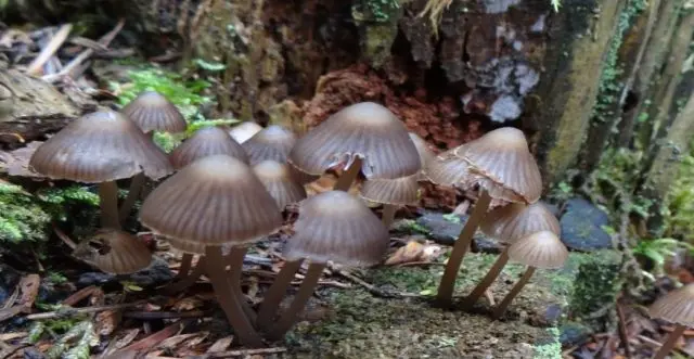 Mycena cone-loving: description and photo