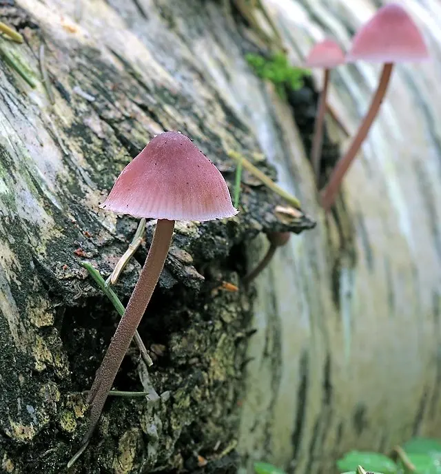 Mycena haematopus (Mycena haematopus) photo and description