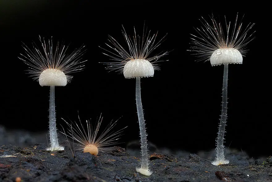 Mycena hairy (Hairy mycena) photo and description