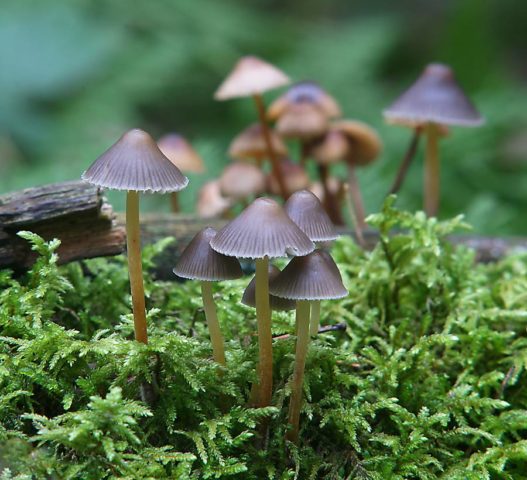 Mycena inclined: description and photo