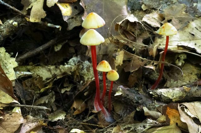 Mycena inclined: description and photo