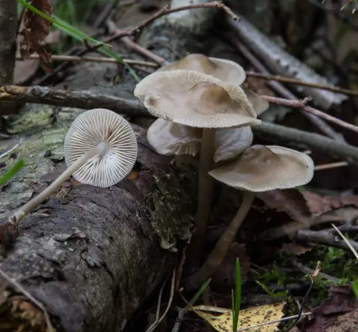 Mycena inclined: description and photo