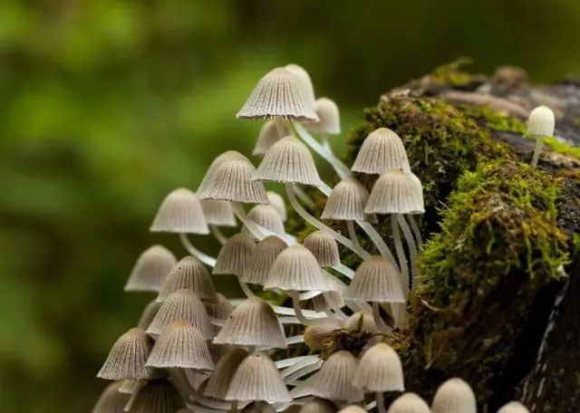 Mycena inclined: description and photo