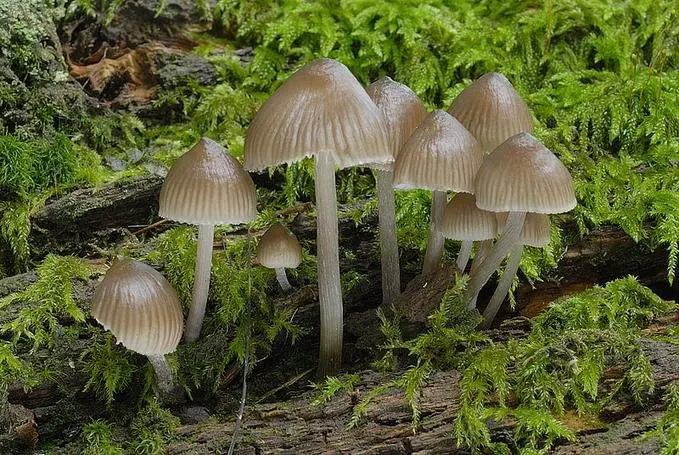 Mycena inclined (Mycena inclinata) photo and description