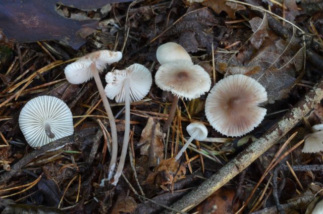 Mycena marshmallow: description and photo