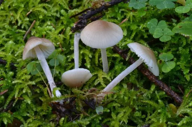 Mycena marshmallow: description and photo