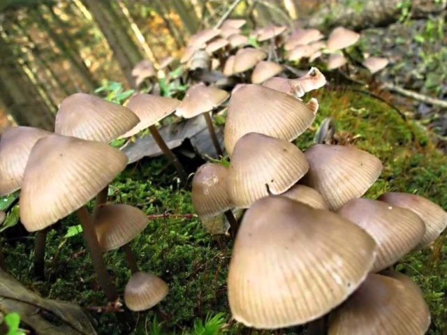 Mycena marshmallow: description and photo