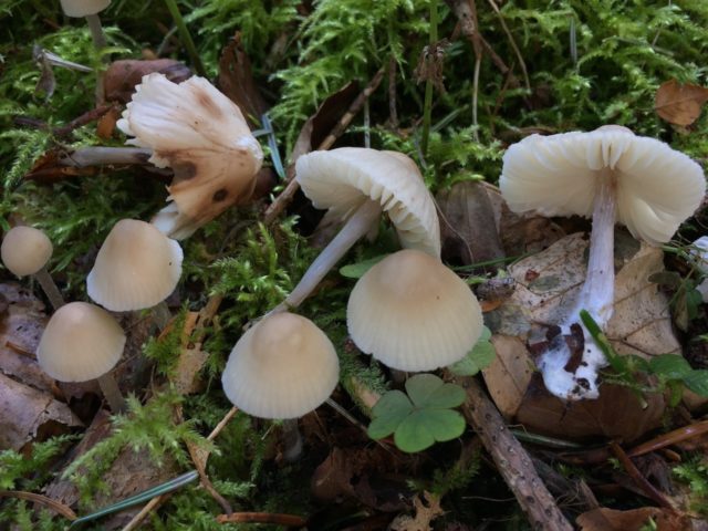 Mycena marshmallow: description and photo