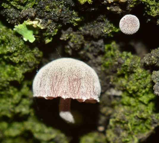 Mycena meliaceae: description and photo