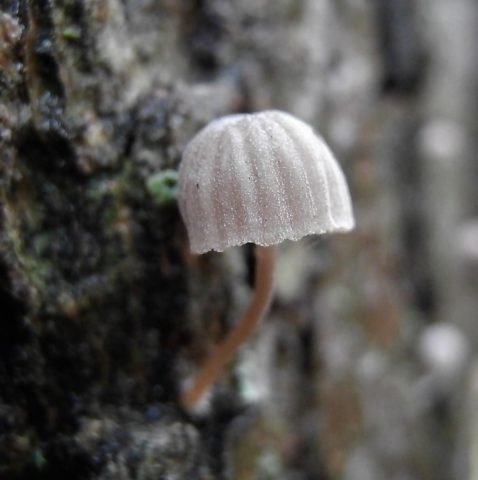 Mycena meliaceae: description and photo