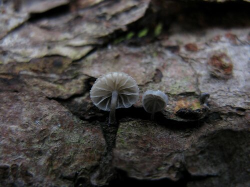 Mycena meliaceae: description and photo