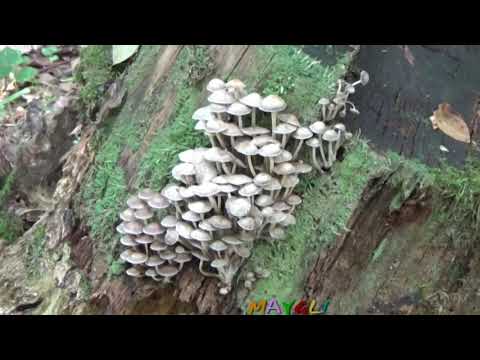 Mycena meliaceae: description and photo