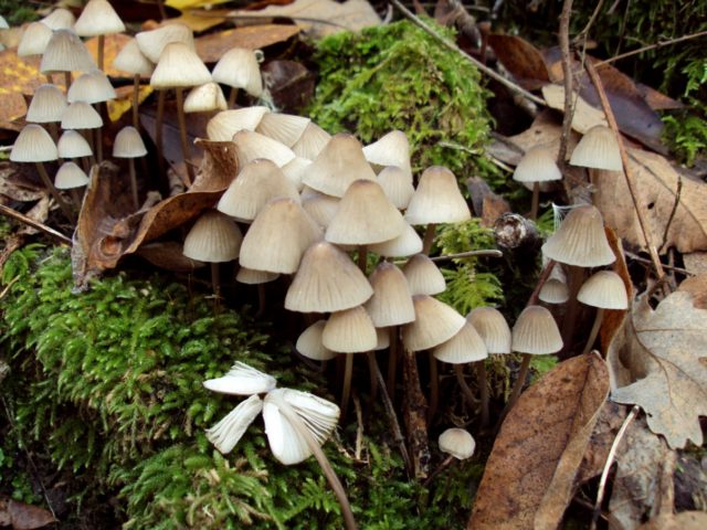 Mycena milk: description and photo