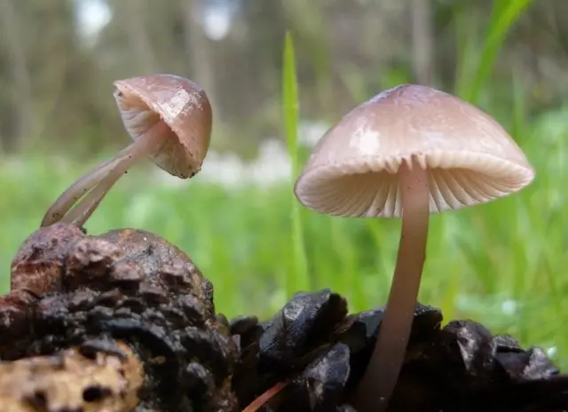 Mycena milk: description and photo