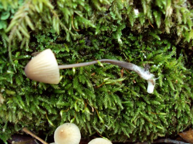 Mycena milk: description and photo