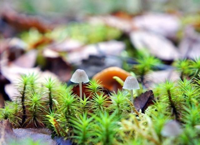 Mycena milk: description and photo