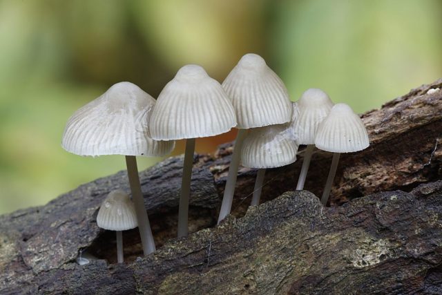 Mycena milk: description and photo