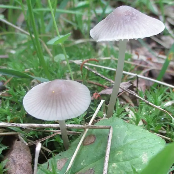 Mycena milkweed (Mycena galopus) photo and description