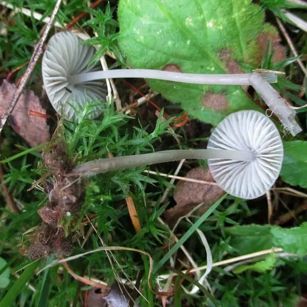 Mycena milkweed (Mycena galopus) photo and description