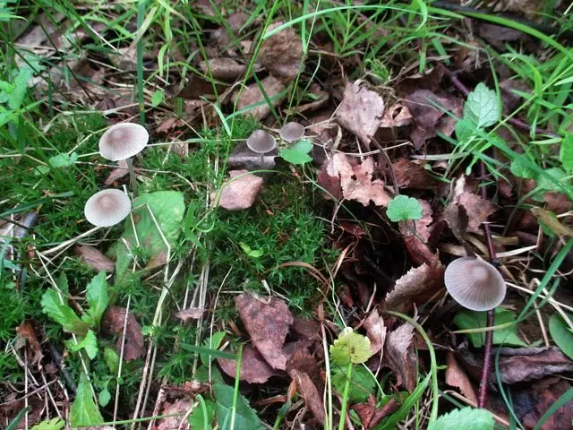 Mycena milkweed (Mycena galopus) photo and description