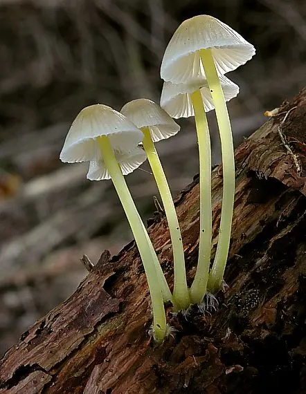 Mycena mucosa (Mycena epipterygia) photo and description