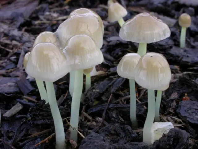 Mycena mucosa: where it grows, edibility, photo