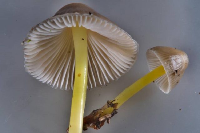 Mycena mucosa: where it grows, edibility, photo