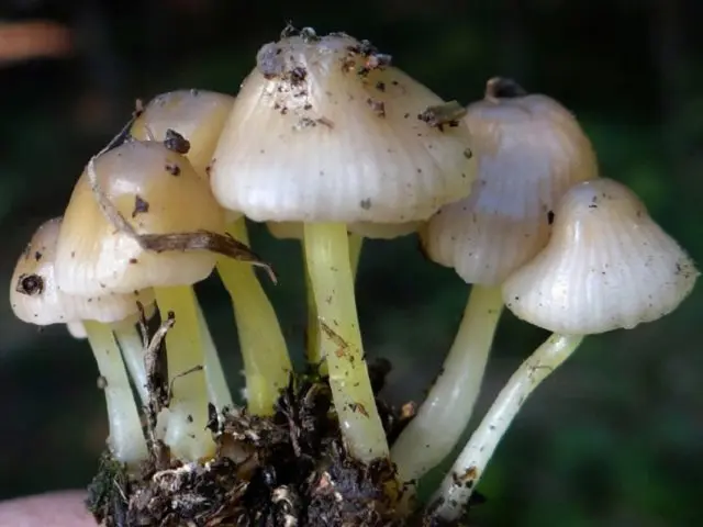 Mycena mucosa: where it grows, edibility, photo