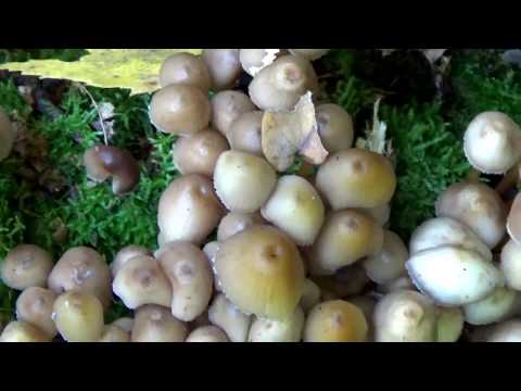 Mycena mucosa: where it grows, edibility, photo