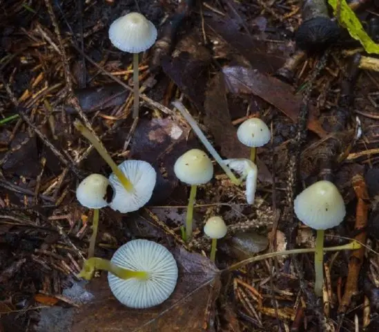 Mycena mucosa: where it grows, edibility, photo