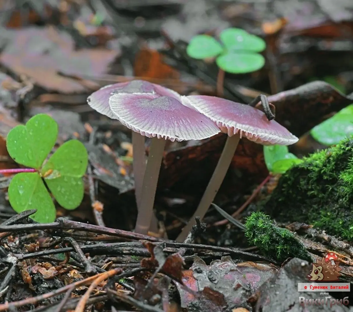 Mycena (Mycena) photo and description