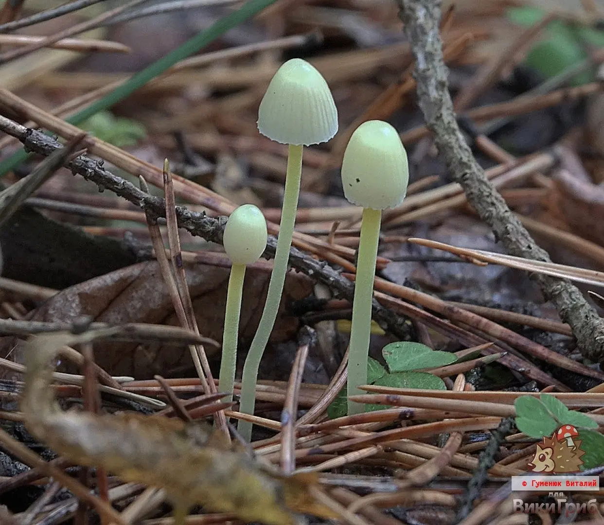 Mycena (Mycena) photo and description