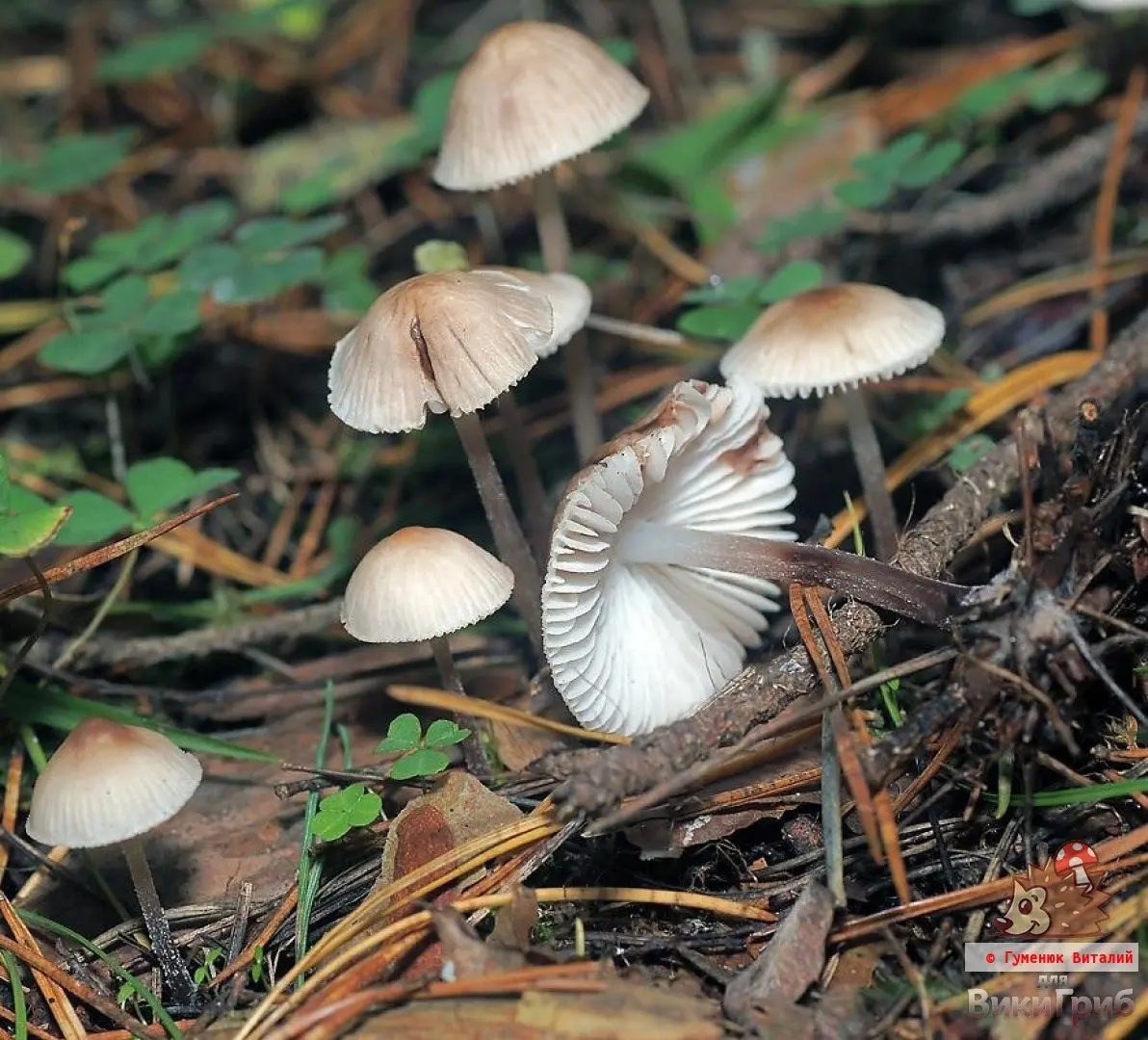 Mycena (Mycena) photo and description