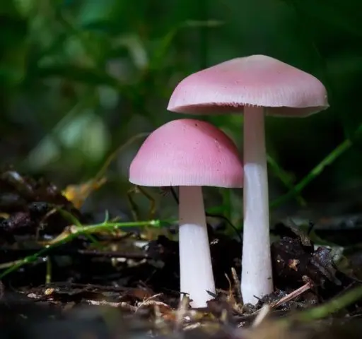 Mycena pink: description and photo