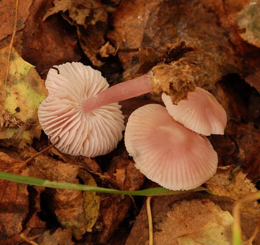 Mycena pink: description and photo