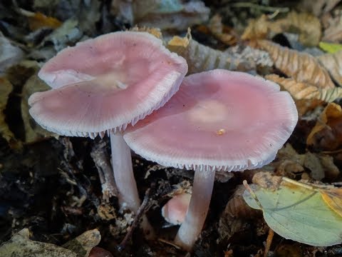 Mycena pink: description and photo