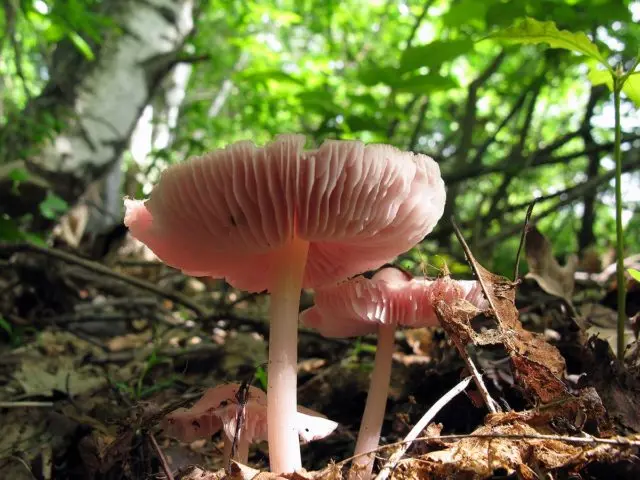 Mycena pink: description and photo