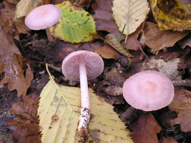 Mycena pink: description and photo