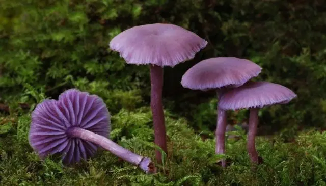 Mycena pink: description and photo