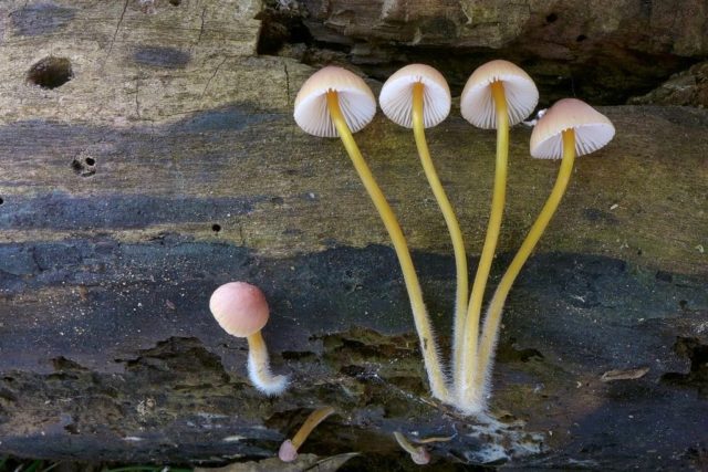 Mycena Rene: description and photo