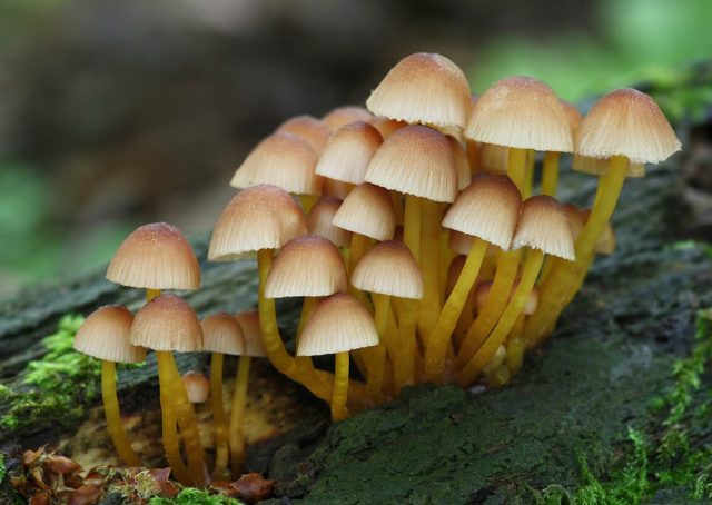 Mycena Rene: description and photo