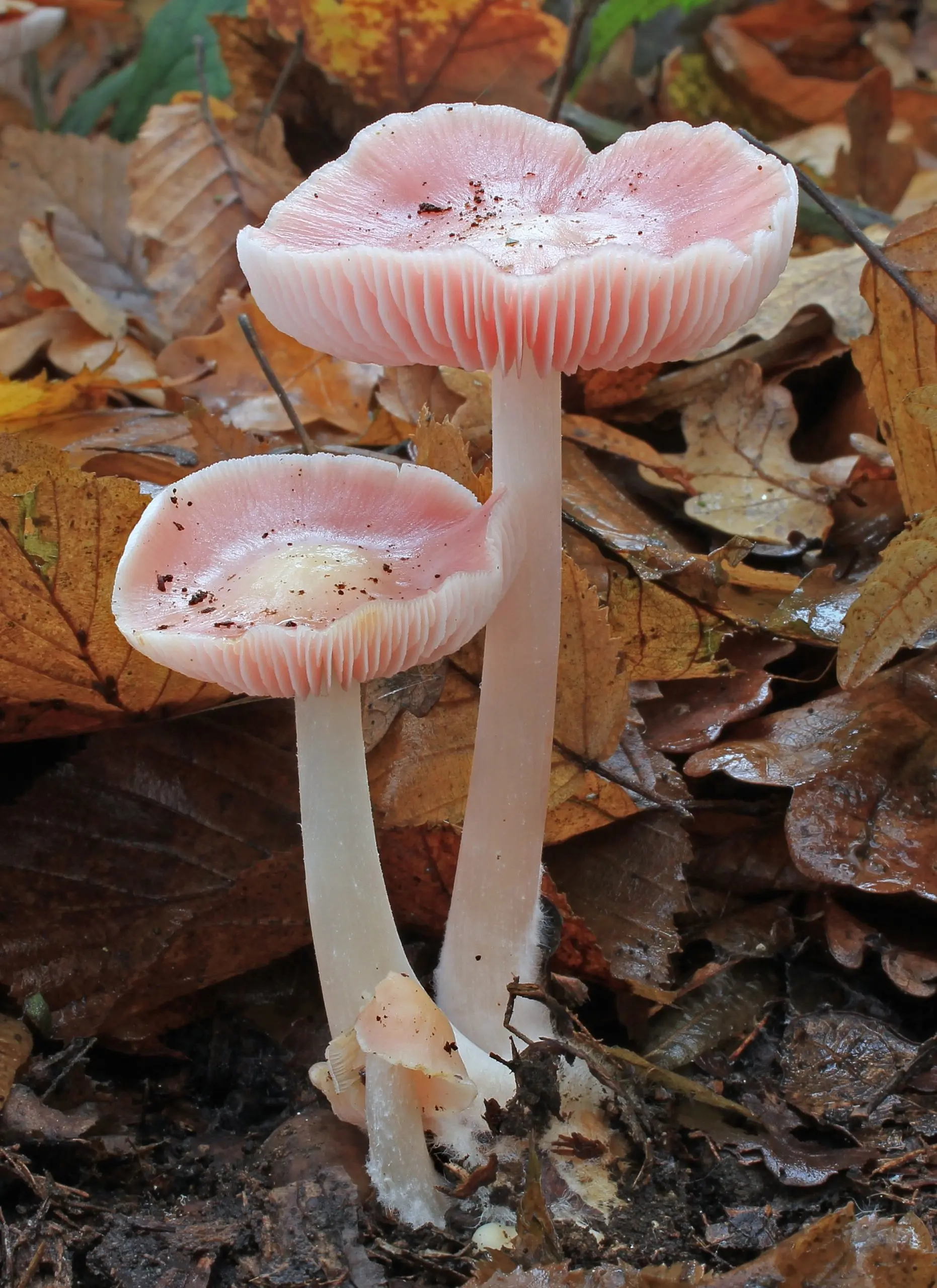 Mycena rosea (Mycena rosea) photo and description