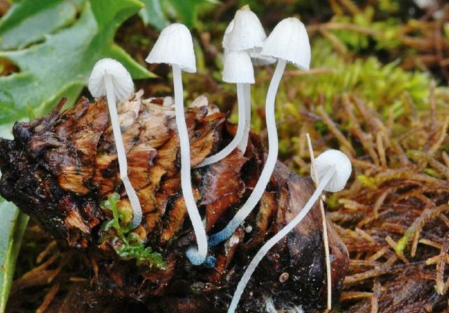 Mycena sinenogia: description and photo